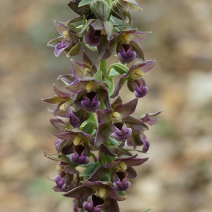 Epipactis hellborine